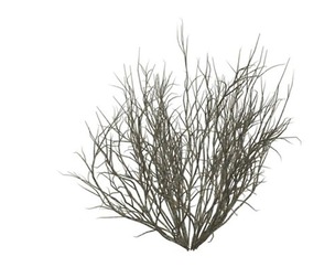 Broom Snakeweed #07