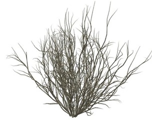 Broom Snakeweed #08