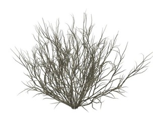Broom Snakeweed #09