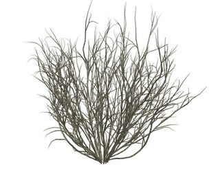 Broom Snakeweed #10