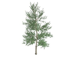 Carolina Buckthorn #01
