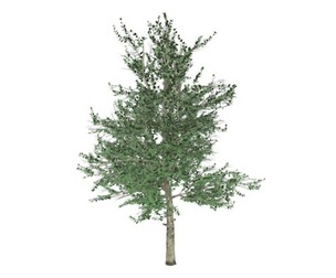 Carolina Buckthorn #02