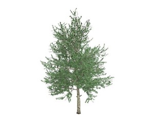 Carolina Buckthorn #03