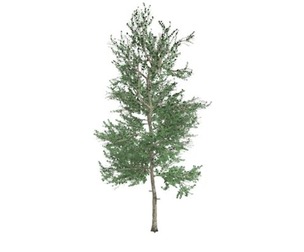 Carolina Buckthorn #05