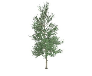 Carolina Buckthorn #06