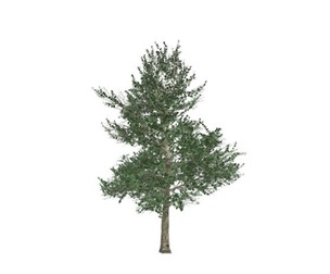 Carolina Buckthorn #09