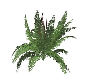 Cinnamon Fern #01