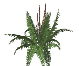 Cinnamon Fern #02