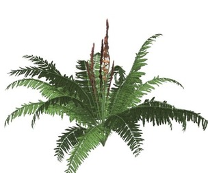 Cinnamon Fern #03