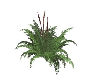 Cinnamon Fern #04