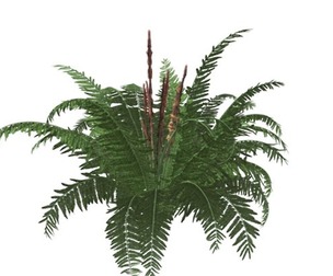 Cinnamon Fern #05