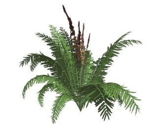 Cinnamon Fern #06