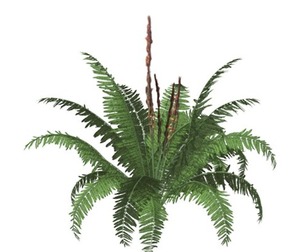 Cinnamon Fern #07