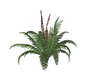 Cinnamon Fern #08