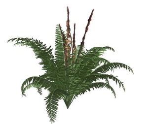 Cinnamon Fern #09