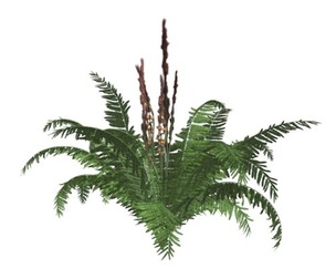 Cinnamon Fern #10