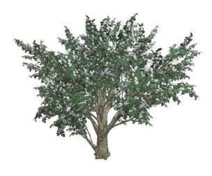 Common Hawthorn #01
