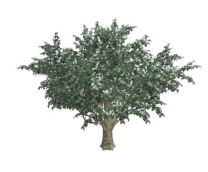 Common Hawthorn #02