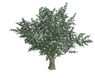 Common Hawthorn #03