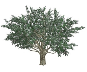 Common Hawthorn #04