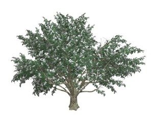 Common Hawthorn #05