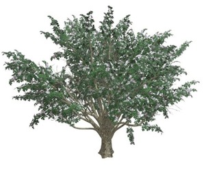 Common Hawthorn #06
