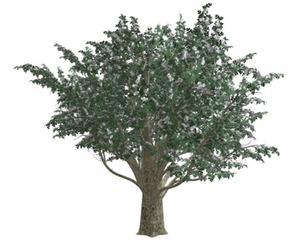 Common Hawthorn #07