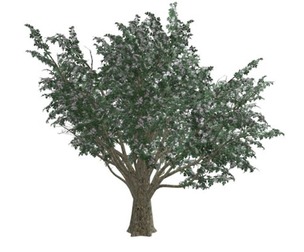 Common Hawthorn #08