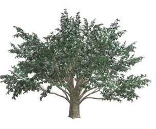 Common Hawthorn #09