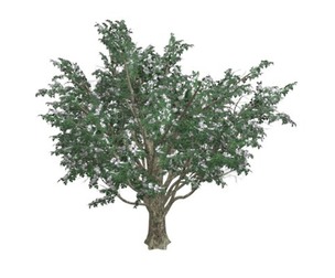 Common Hawthorn #10
