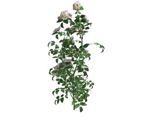 Dog Rose #01