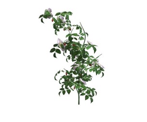 Dog Rose #05