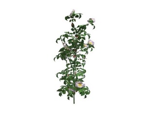 Dog Rose #08
