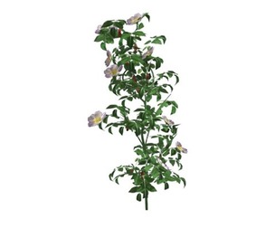 Dog Rose #10