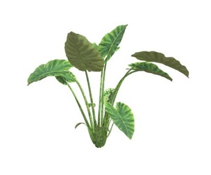 Elephant Ear Plant #01