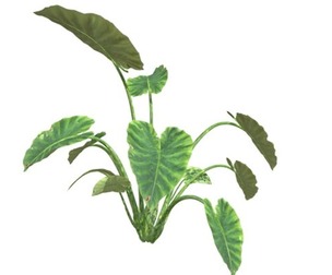 Elephant Ear Plant #02