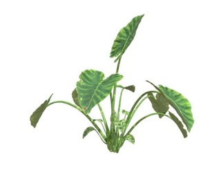 Elephant Ear Plant #03