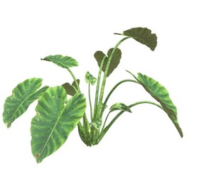 Elephant Ear Plant #05