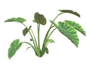 Elephant Ear Plant #06