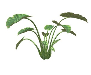 Elephant Ear Plant #07