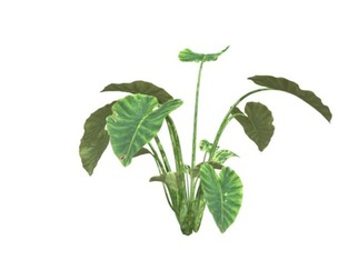 Elephant Ear Plant #08