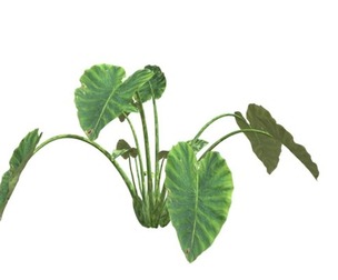 Elephant Ear Plant #09