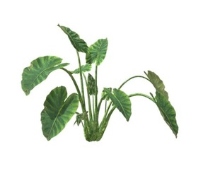 Elephant Ear Plant #10
