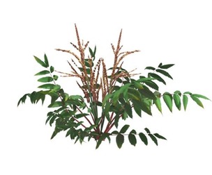 False Spirea Plant #01