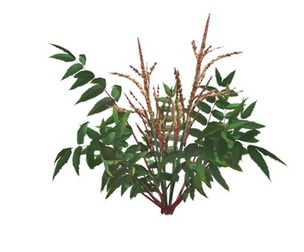 False Spirea Plant #02