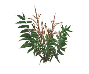 False Spirea Plant #03