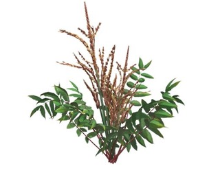False Spirea Plant #04
