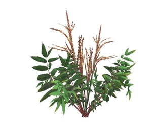 False Spirea Plant #05
