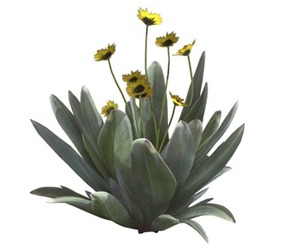 Frailejon Plant with Flowers #01