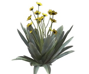Frailejon Plant with Flowers #02